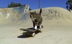 Кошка-скейтбордистка представила поклонникам новые трюки (видео)